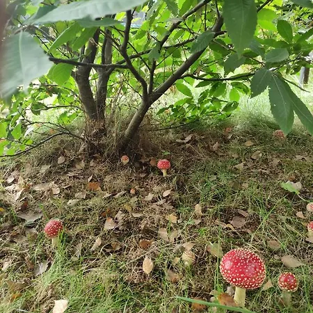 Casa de Férias Swierkowisko Cisza Plaza Blisko *