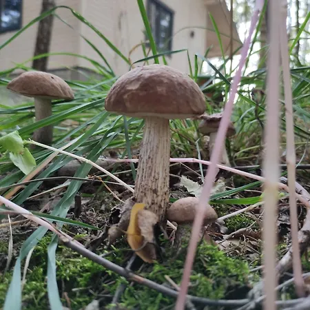 Casa de Férias Swierkowisko Cisza Plaza Blisko *