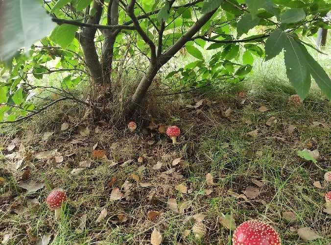 Prázdninový dům Swierkowisko Cisza Plaza Blisko *