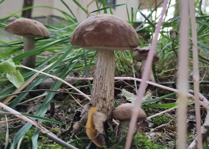 Prázdninový dům Swierkowisko Cisza Plaza Blisko *